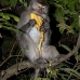 monkey_macaque_balinese_mf_ubud_v_1292_bal5013.jpg